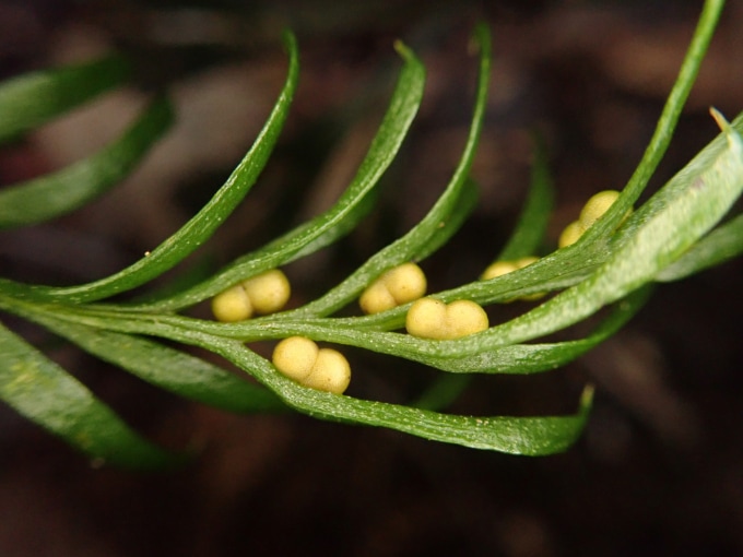 A close-up of a single fern with yellow spheres attached to some of its leaves